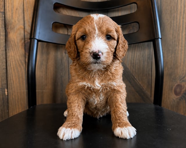 A picture of a Ellis, a gorgeous Mini Goldendoodles for sale