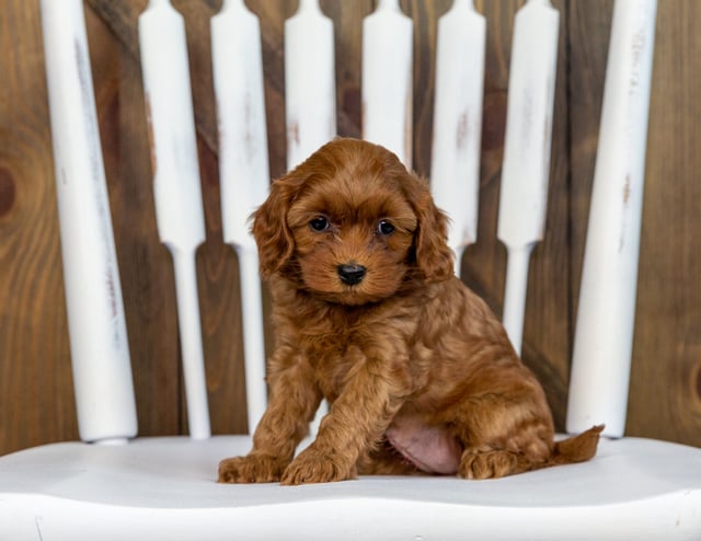 A litter of Petite Cavapoos raised in Iowa by Poodles 2 Doodles