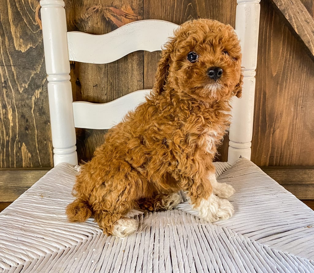 A picture of a Raisin, one of our Mini Goldendoodles puppies that went to their home in Texas