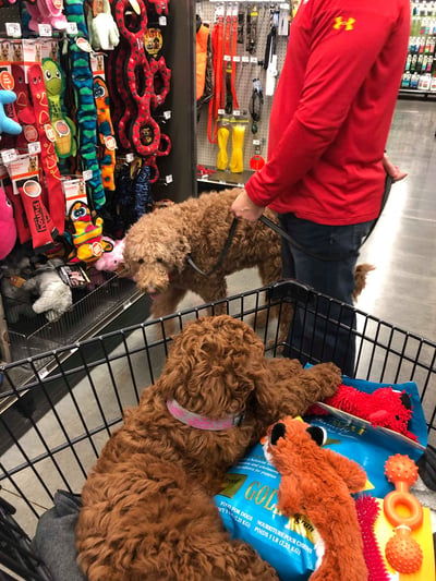 Goldendoodle and Irish Doodle at Pet Smart