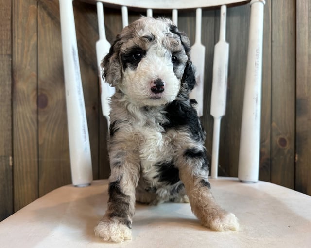 Cita is an F2B Sheepadoodle that should have  and is currently living in Florida