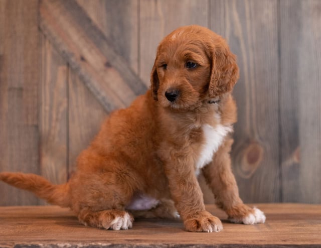 A picture of a Ace, one of our  s puppies that went to their home in North Dakota