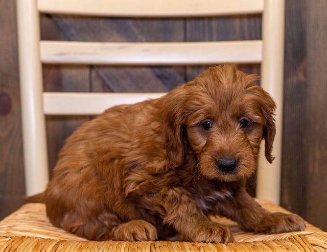 A picture of a Hawkeye, a gorgeous Mini Goldendoodles for sale