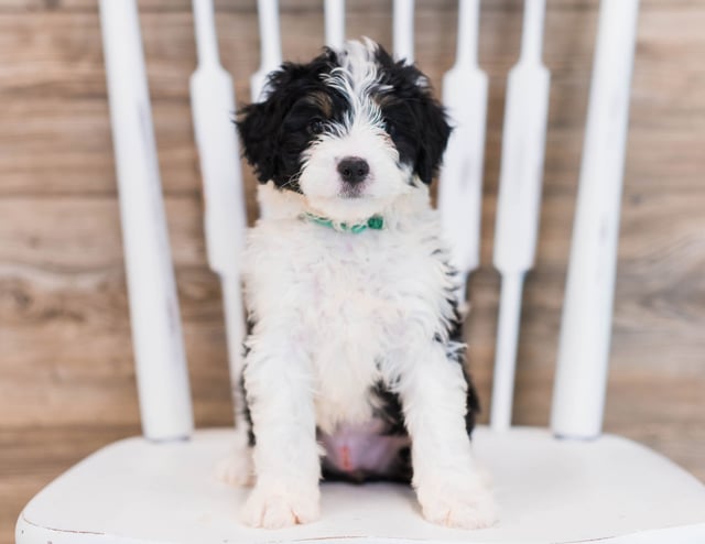 Wendy is an F1 Bernedoodle that should have  and is currently living in Pennsylvania 