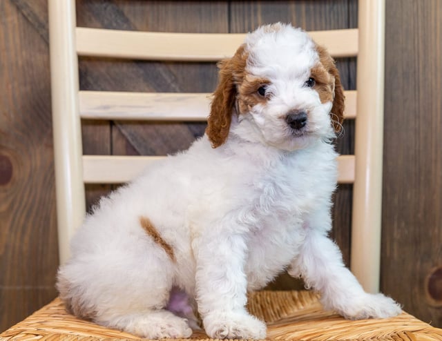 Learn more about Goldendoodles on our blog