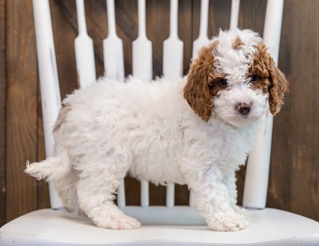 A picture of a Bella, one of our Mini Goldendoodles puppies that went to their home in Michigan