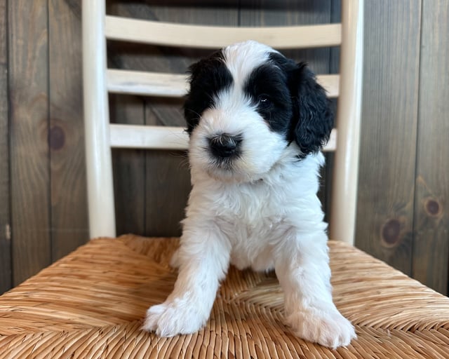 Reba is an F1 Sheepadoodle that should have  and is currently living in Iowa 