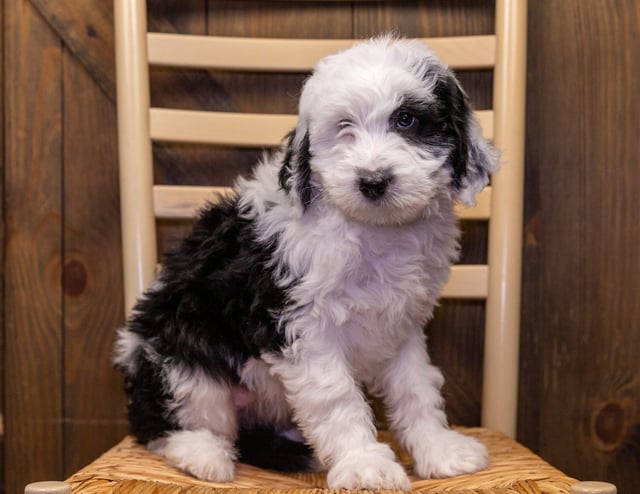 Sami is an F1 Sheepadoodle that should have  and is currently living in Kansas