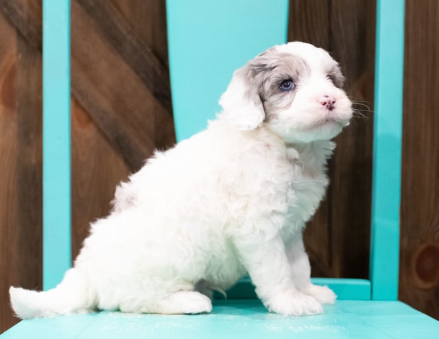 A picture of a Edge, one of our Mini Sheepadoodles puppies that went to their home in Minnesota