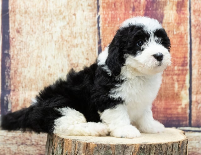 Uda is an F1 Sheepadoodle that should have  and is currently living in Alaska