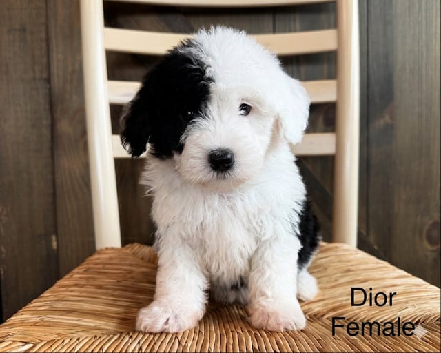 A picture of a Dior, a gorgeous Mini Sheepadoodles for sale