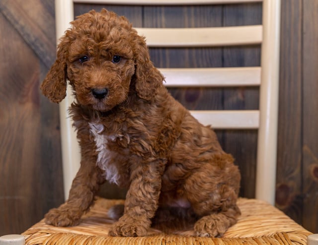 Lizzie is an F1B Goldendoodle that should have  and is currently living in South Dakota
