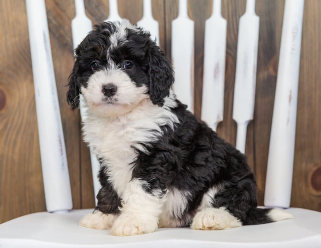 Velvet is an F1 Bernedoodle that should have  and is currently living in Minnesota