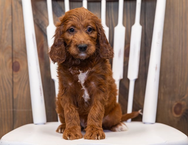 A litter of  Irish Doodles raised in Iowa by Poodles 2 Doodles