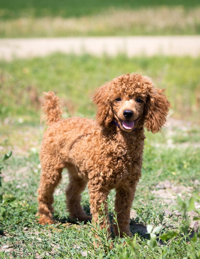 Griffin is an  Poodle and a father here at Poodles 2 Doodles - Best Sheepadoodle and Goldendoodle Breeder in Iowa