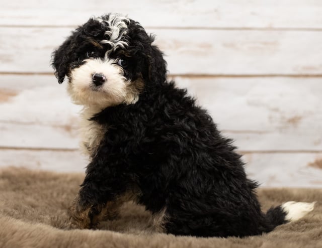 Nic came from Willow and Stanley's litter of F1 Bernedoodles