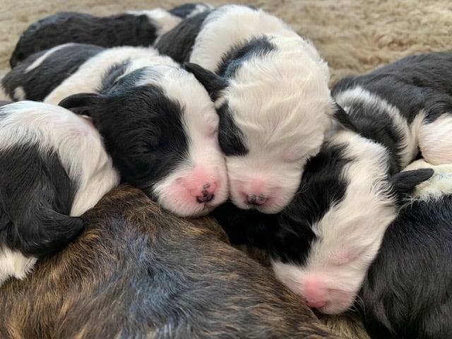 Gorgeous Mini Sheepadoodles available for sale!