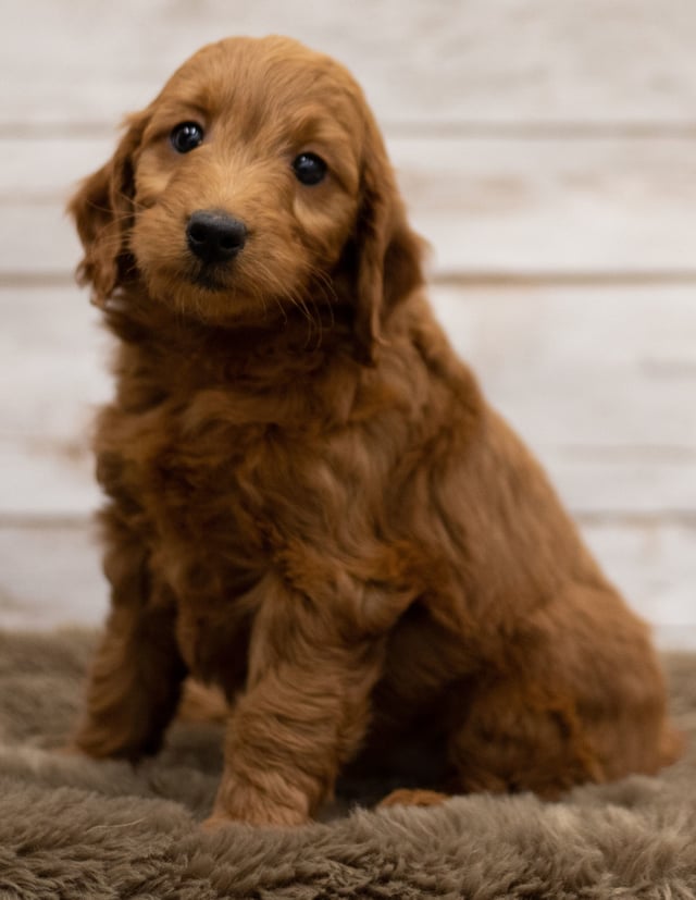 A picture of a Holly, a gorgeous Mini Goldendoodles for sale