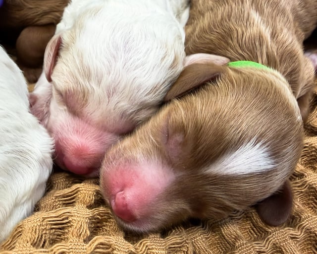 Compare and contrast Goldendoodles with other doodle types on our breed comparison page