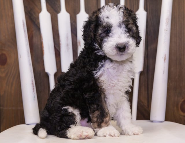 A picture of a Camo, one of our Petite Sheepadoodles puppies that went to their home in Minnesota
