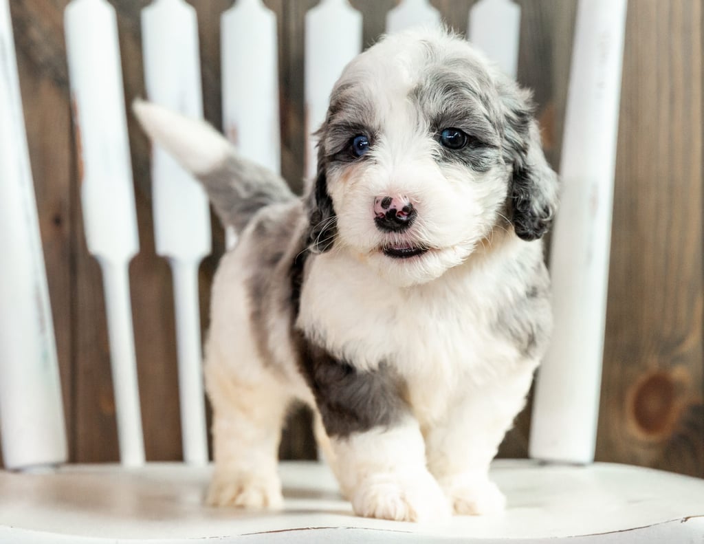 A picture of a Lucca, one of our Mini Sheepadoodles puppies that went to their home in California