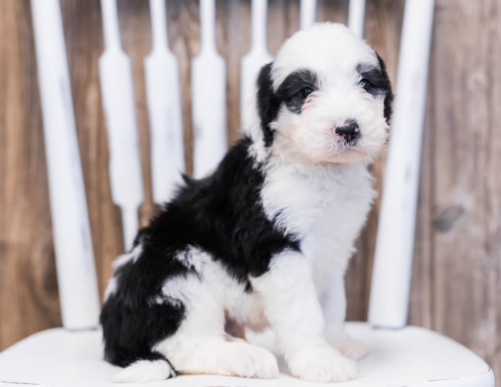 Envy is an F1 Sheepadoodle that should have  and is currently living in Iowa