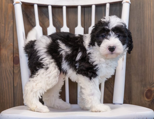 A picture of a Prissy, one of our Mini Sheepadoodles puppies that went to their home in California