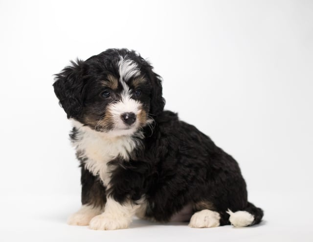 A picture of a Foz, a gorgeous Mini Bernedoodles for sale