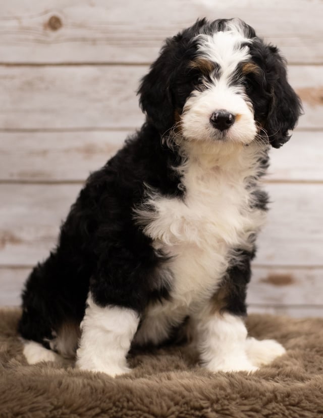 Ibsy was born on 12/12/2018 and is a Tennessee Bernedoodle