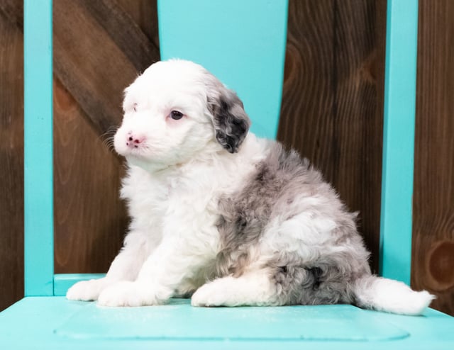 A picture of a Edger, one of our Mini Sheepadoodles puppies that went to their home in Virginia
