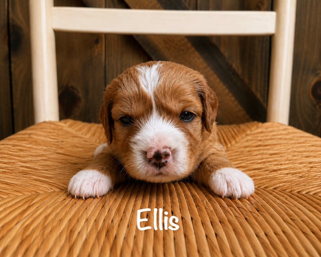 A picture of a Ellis, a gorgeous Mini Goldendoodles for sale