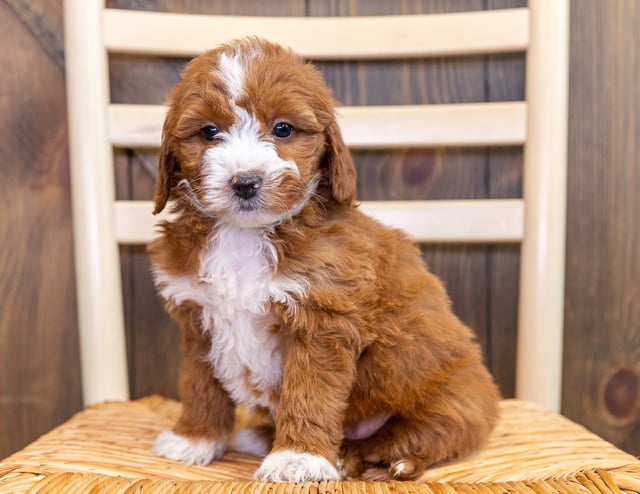 Katie is an F1 Goldendoodle that should have  and is currently living in Minnesota