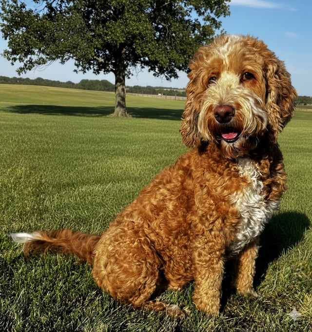 Luna is an  Goldendoodle and a mother here at Poodles 2 Doodles - Best Sheepadoodle and Goldendoodle Breeder in Iowa