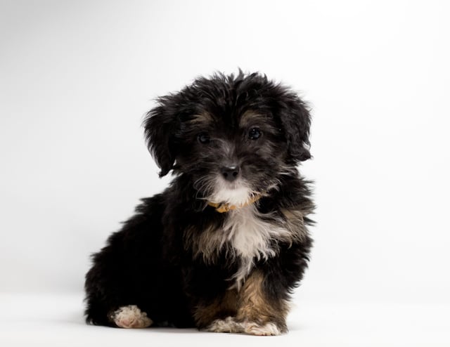 Fay is an F1 Bernedoodle for sale in Iowa.