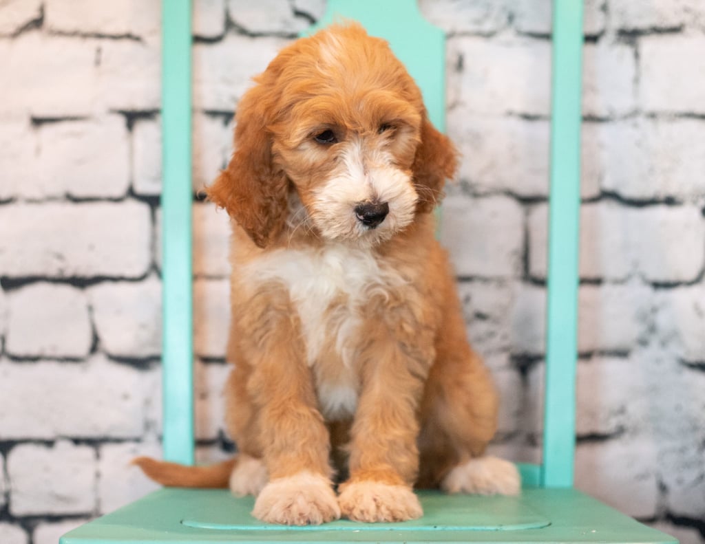 Banji came from Banji and Scout's litter of F1B Goldendoodles