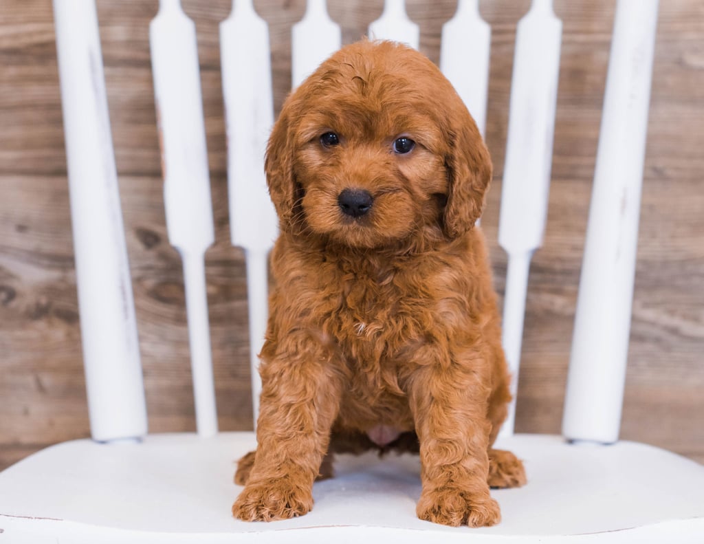 Compare and contrast Goldendoodles with other doodle types at our breed comparison page!