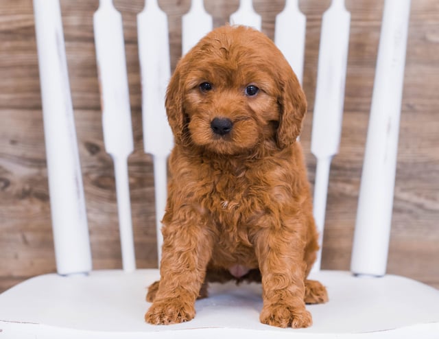 A picture of a Rayna, one of our Mini Goldendoodles puppies that went to their home in Flordia