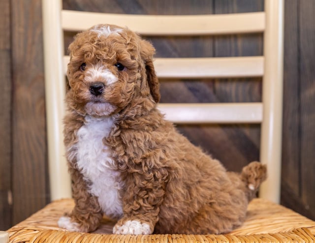 Zoka came from Dallas and Taylor's litter of F1B Goldendoodles