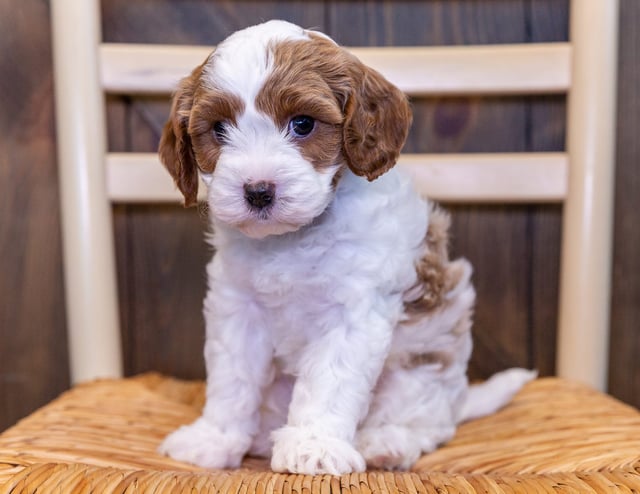Volt is an F1 Cavapoo that should have  and is currently living in Nebraska