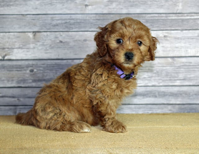 A picture of a Ursula, one of our Mini Goldendoodles puppies that went to their home in Nebraska