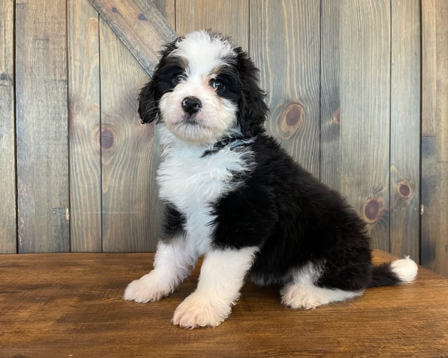 Zoe is an F1 Bernedoodle that should have  and is currently living in California