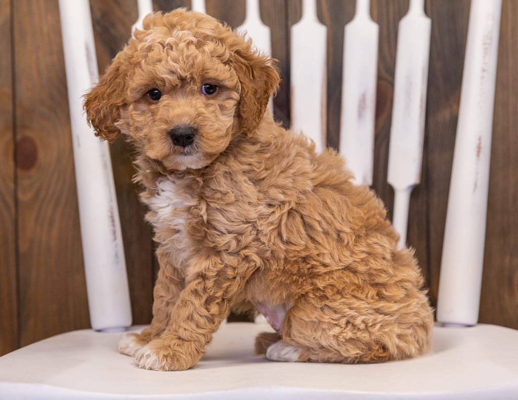 Rudy is an F1 Goldendoodle that should have  and is currently living in California