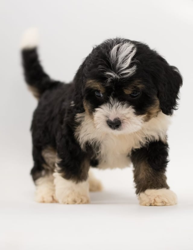 Another great picture of Bo, a Bernedoodles puppy