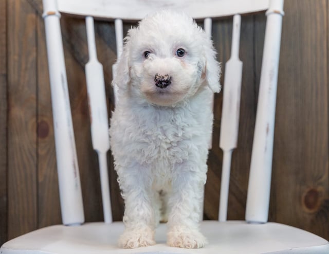 Ollie came from Harper and Grimm's litter of F1B Sheepadoodles