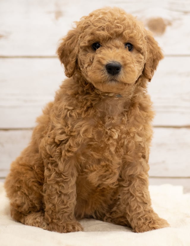 A picture of a Kiya, one of our Mini Goldendoodles puppies that went to their home in North Dakota