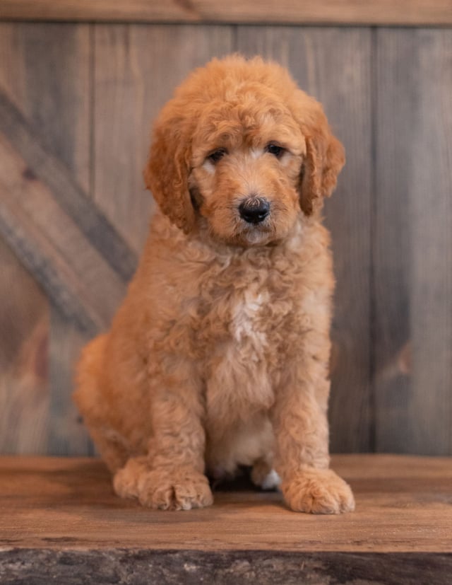 A picture of a Axel, one of our  s puppies that went to their home in Nebraska
