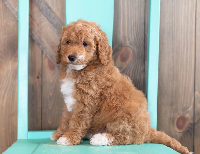 A picture of a Wesley, one of our Mini Goldendoodles puppies that went to their home in Nebraska