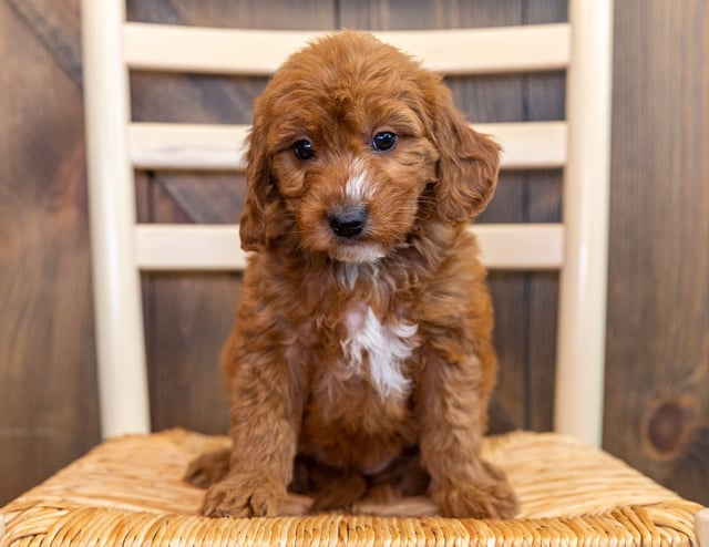 Kathy came from Marlee and Milo's litter of F1 Goldendoodles