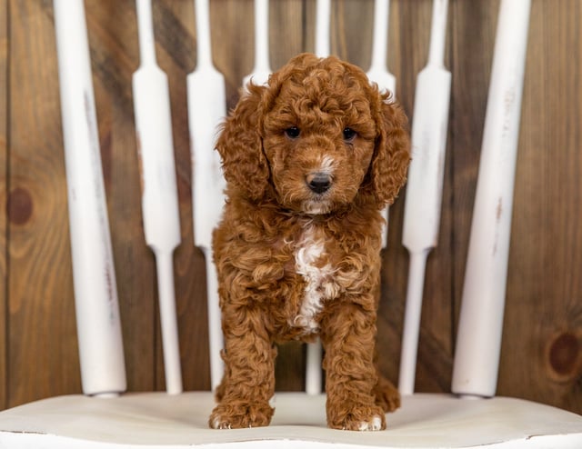 A picture of a Quartz, one of our Mini Goldendoodles puppies that went to their home in Nebraska