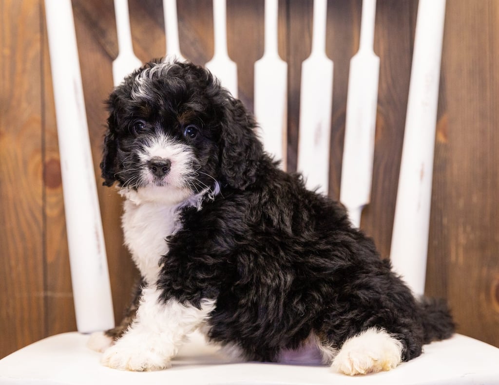 Isaac is an F1 Bernedoodle that should have  and is currently living in Nebraska